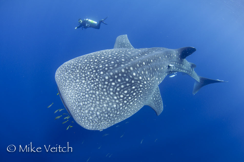 Whale Shark by Mike Veitch, Lighthouse Consultancy Indonesia