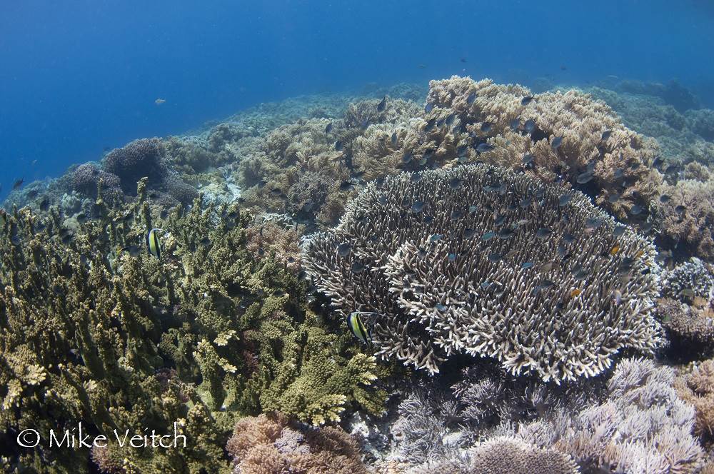 Hard coral reef in the shallows, Mike Veitch