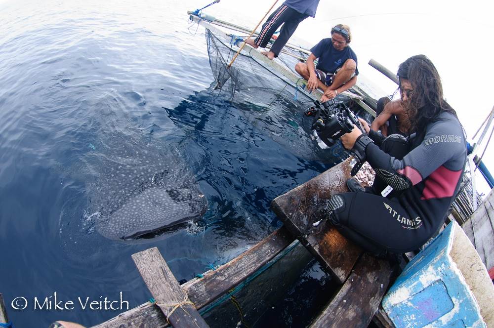 Whale Shark encounter, photo by Mike Veitch