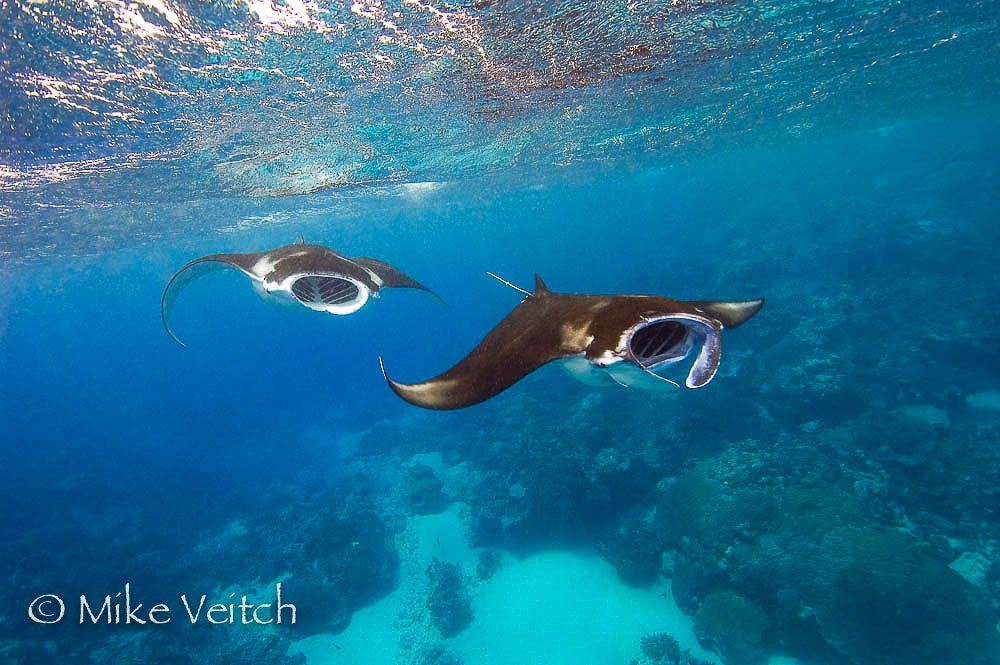 Manta Rays Feeding, by Mike Veitch, Lighthouse Consultancy