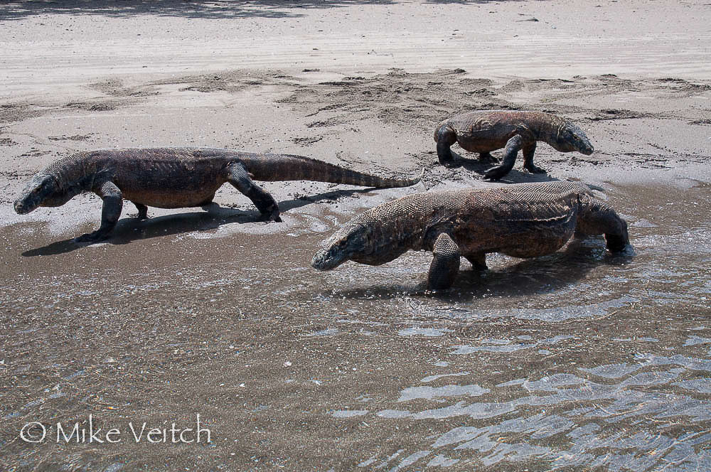 Komodo Dragons, by Mike Veitch, Lighthouse Consultancy