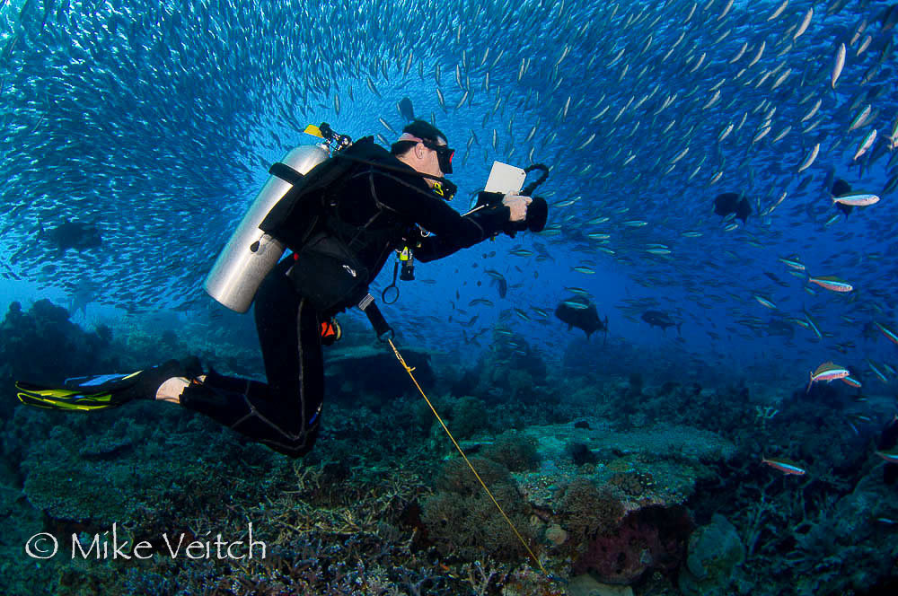 Diving Komodo, image by Mike Veitch, Lighthouse Consultancy