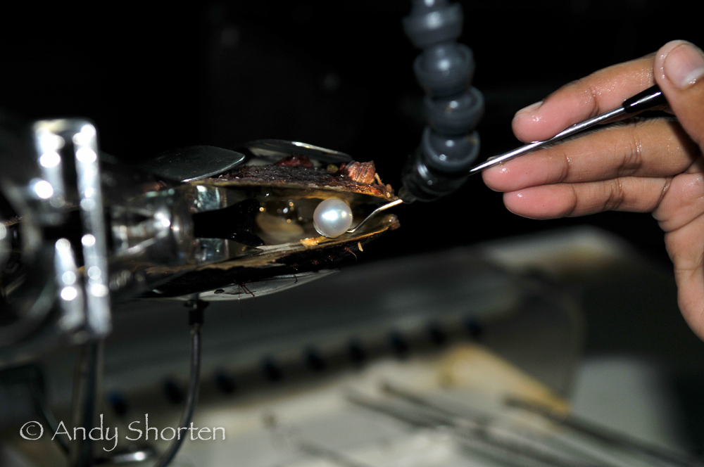 Technician harvesting a Pinctada Maxima pearl oyster