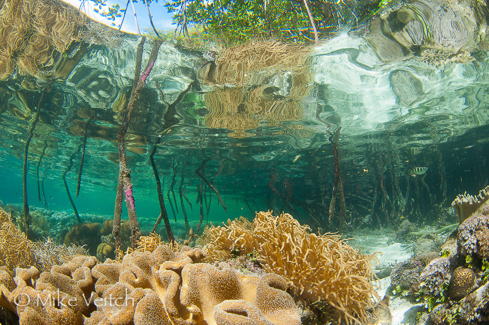 Mangroves, photo by Mike Veitch