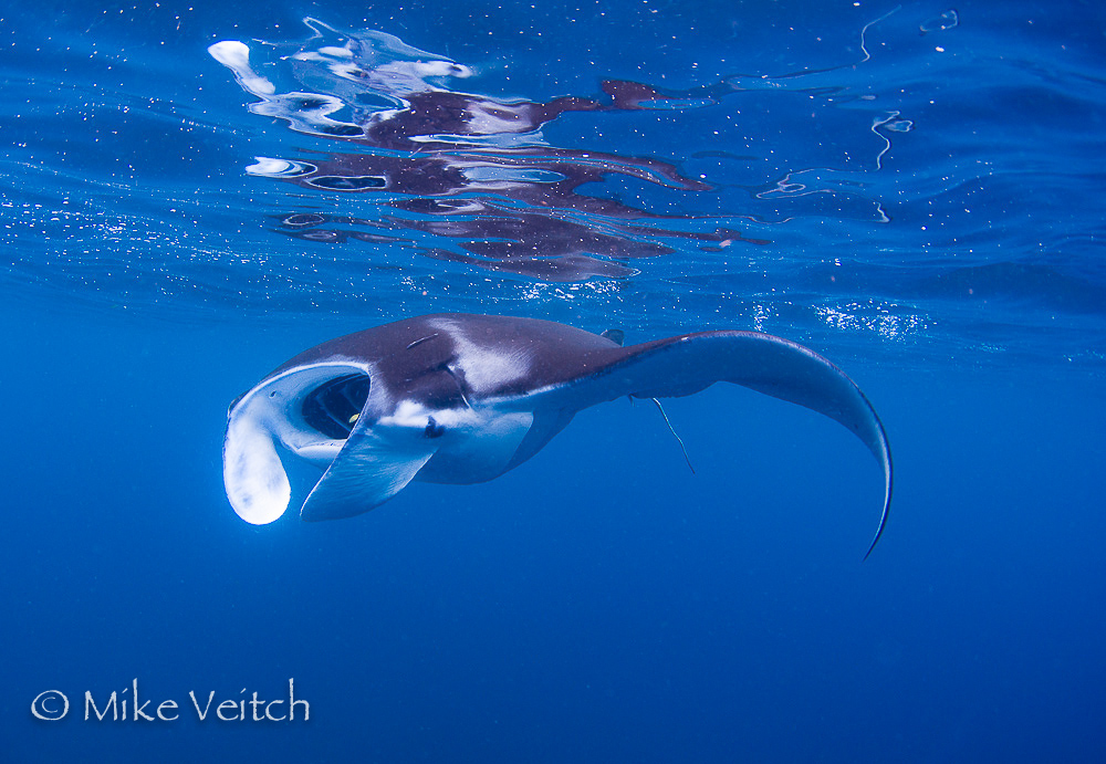 Juvenile Manta Ray, photo by Mike Veitch