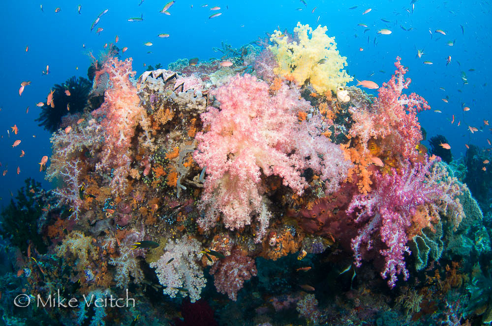 Soft Coral Reef, photo by Mike Veitch