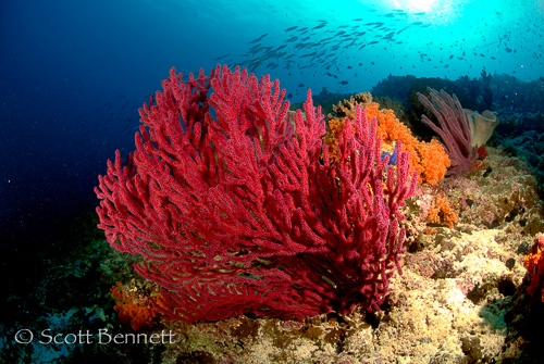 Banda-Diving-9-Indonesia-Superyacht-Agents-Lighthouse-Seal-Superyachts