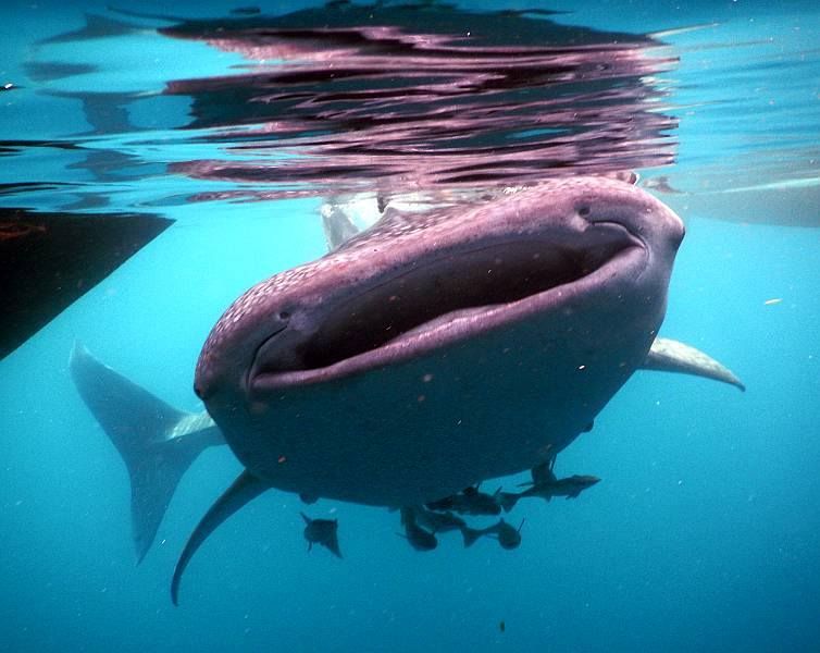 Whale_Shark_Triton_Bay_Indonesia_Yacht_Agents