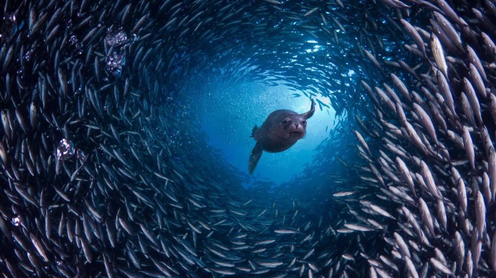 Seal diving through fish school in Galapagos Islands