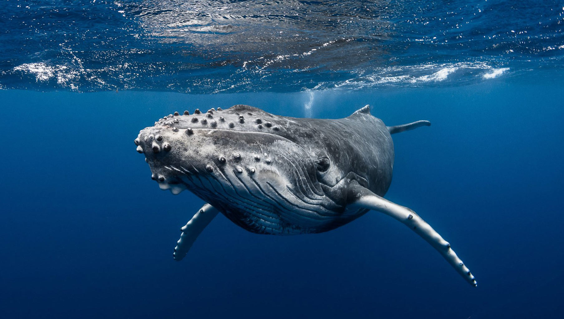Whales in Tahiti can be experienced via a superyacht.