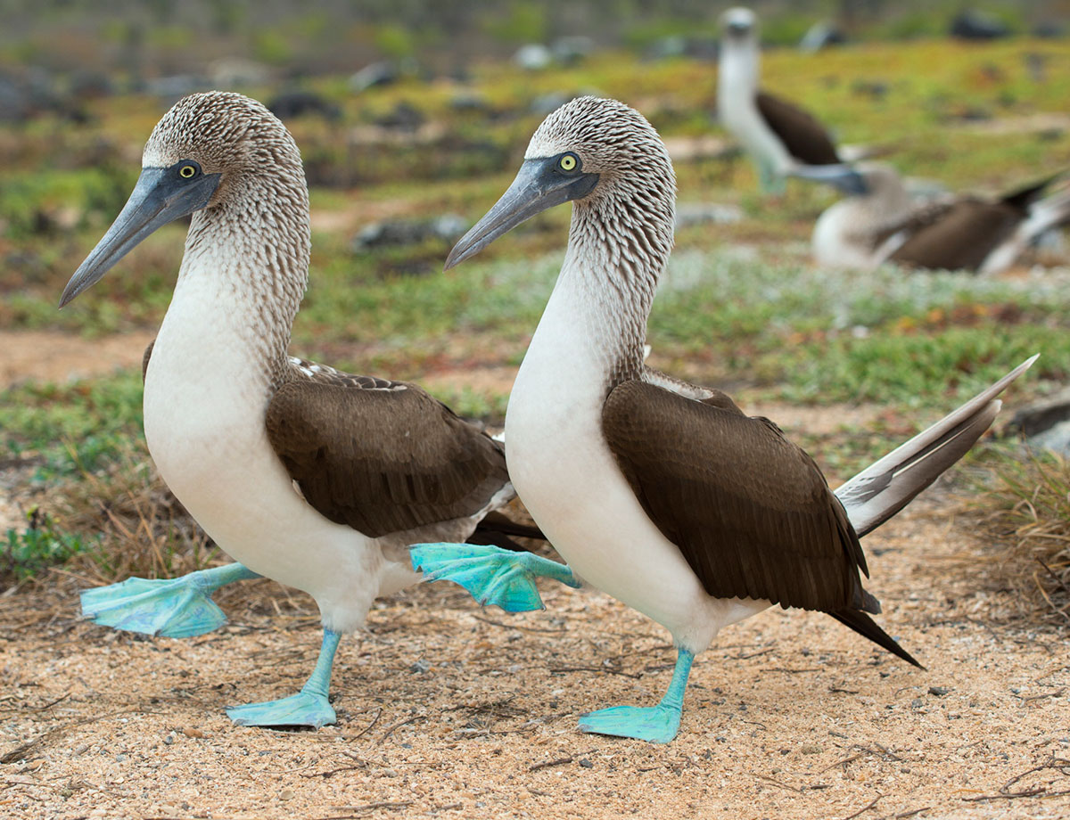 Blue Footed Boobies