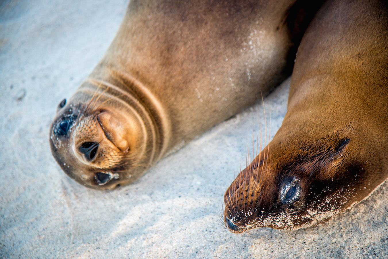 Galapagos Sea Lions