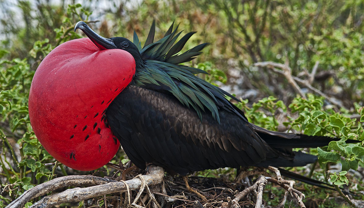 Frigate Bird