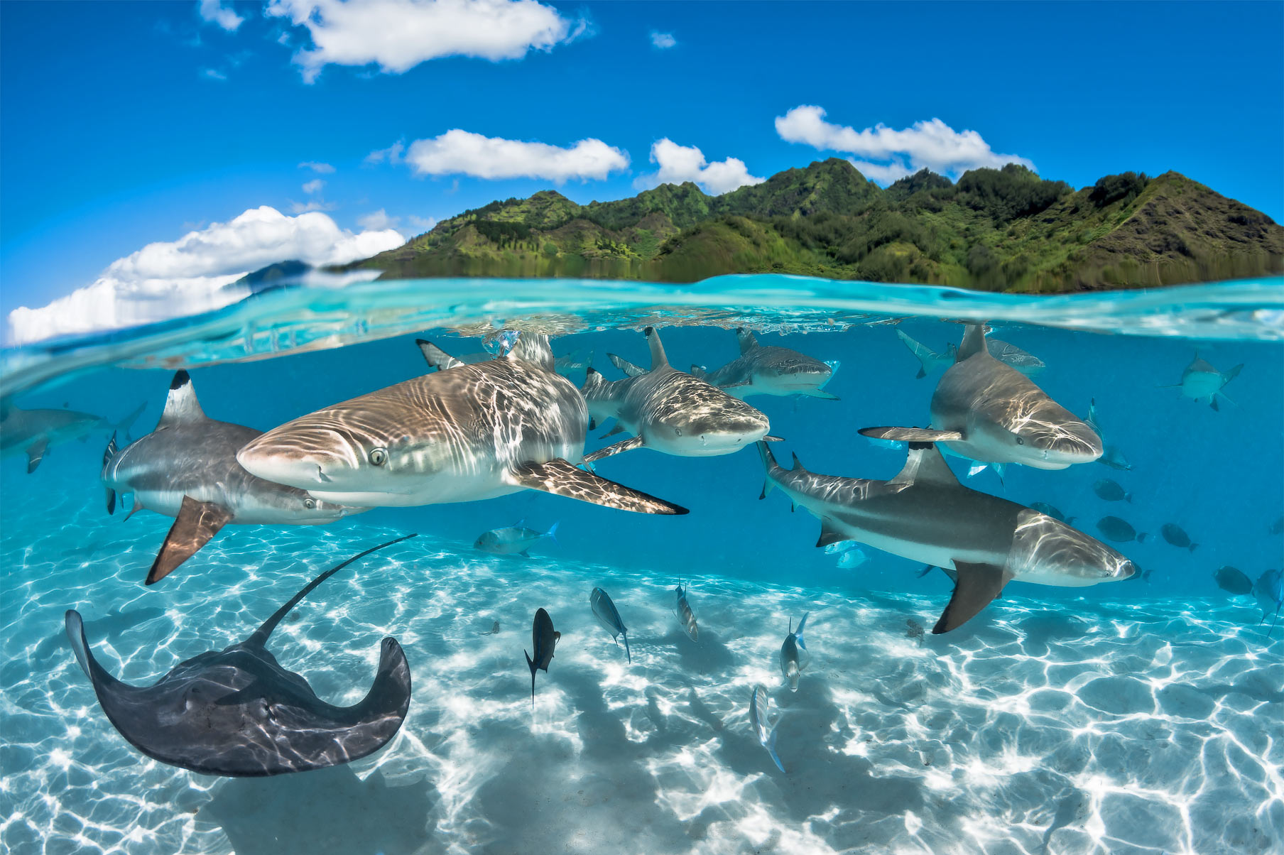 Sharks in Tahiti can be experience via superyacht.