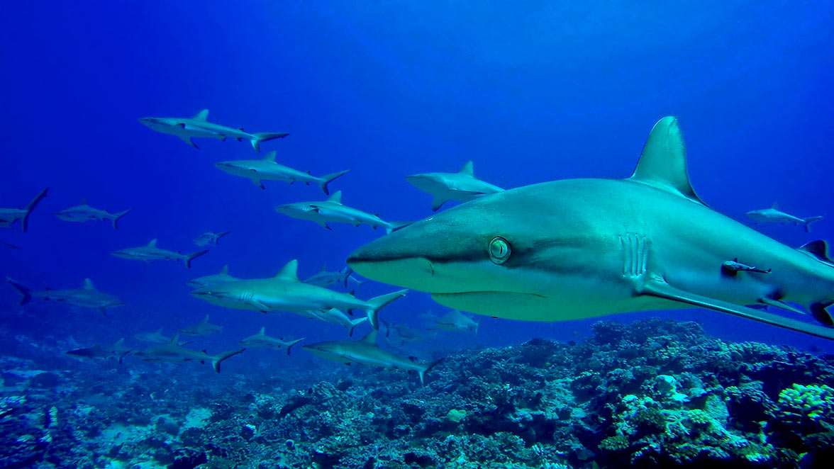 Sharks in Tahiti can be experience via superyacht.