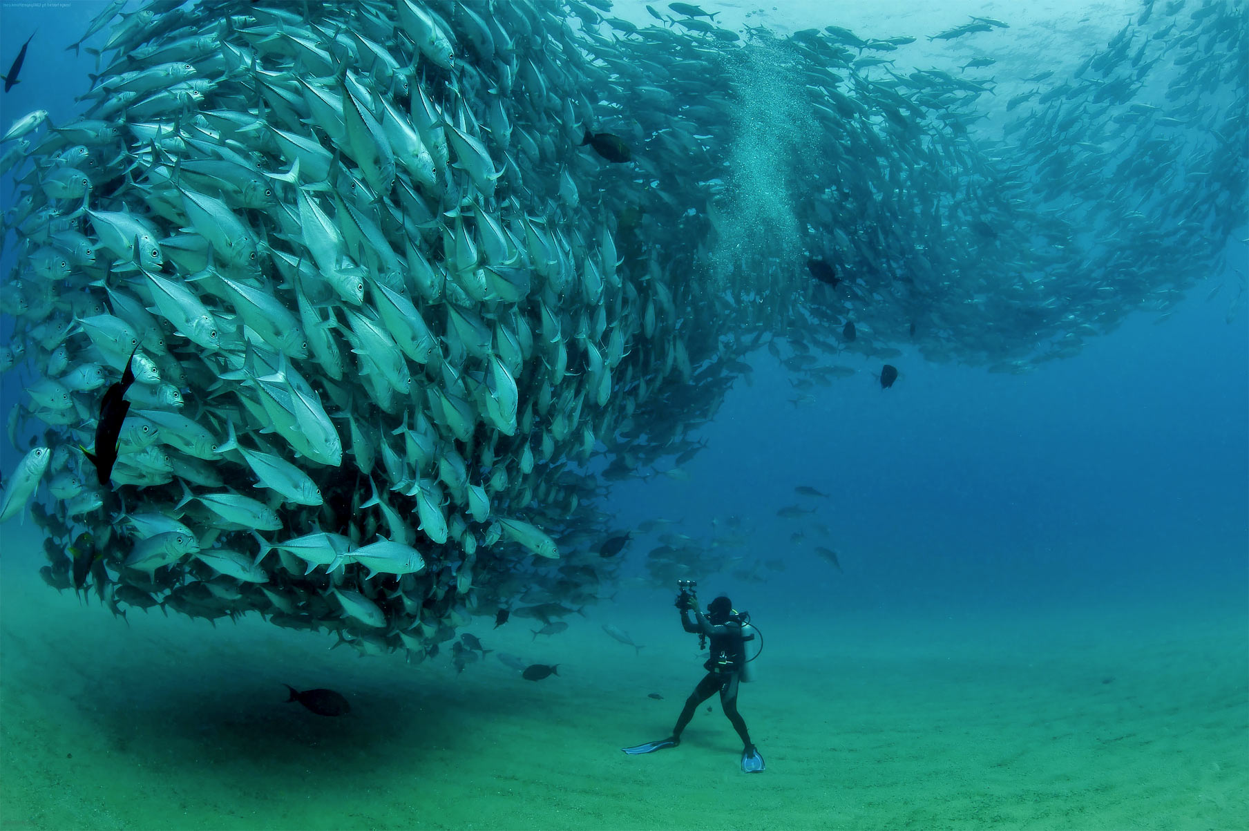 Diving around marine life in the Coral Sea via a superyacht.