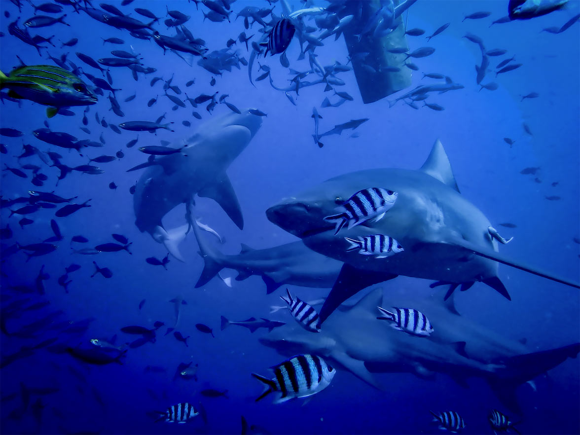 Shark diving, Fiji via Seal Superyachts.