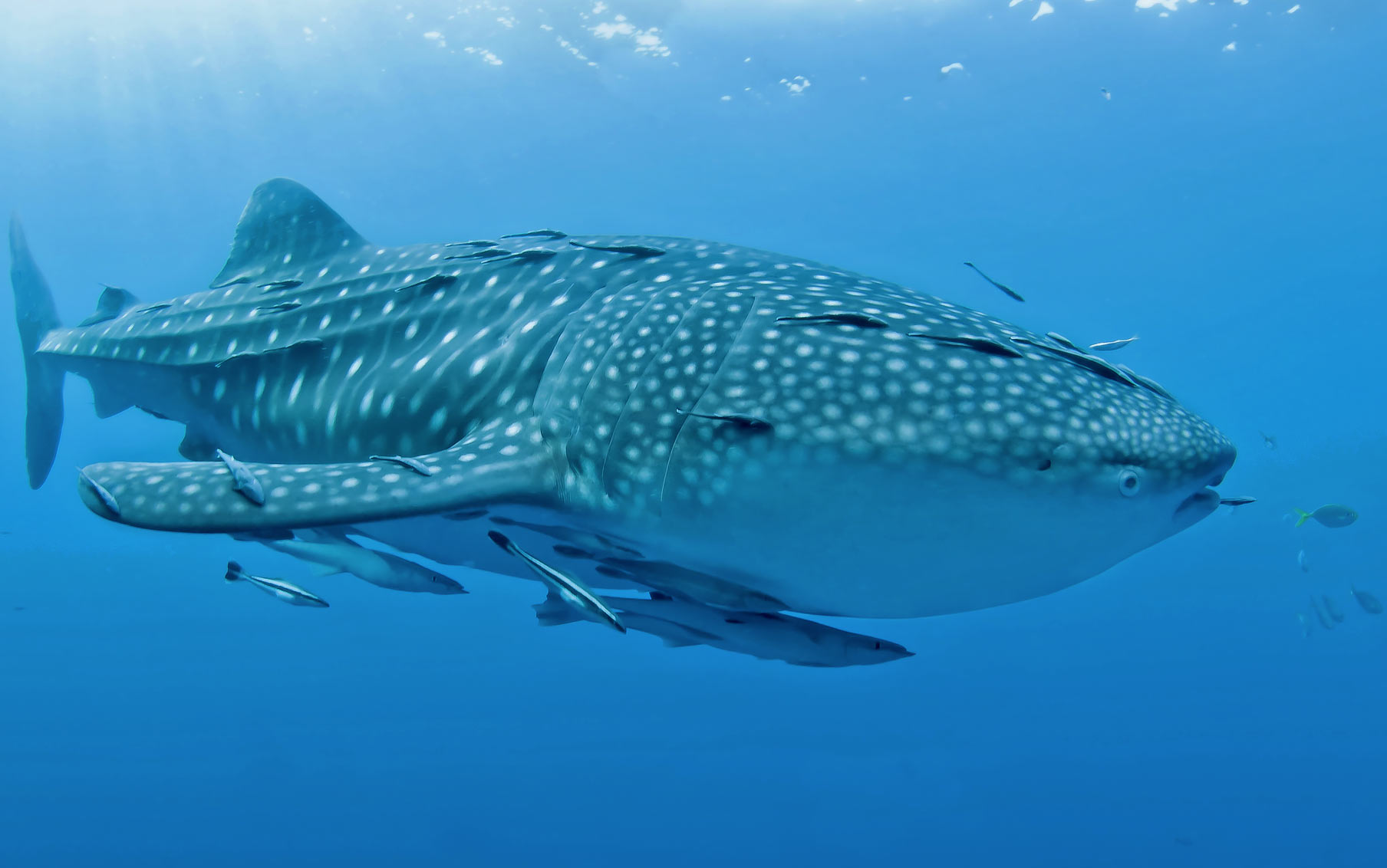 Triton Bay Whale Shark, via Seal Superyachts Indonesia.