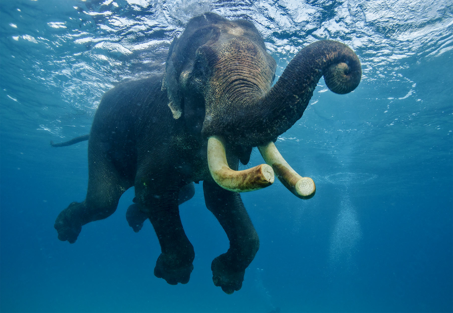 Swimming Elephants via Seal Superyachts India