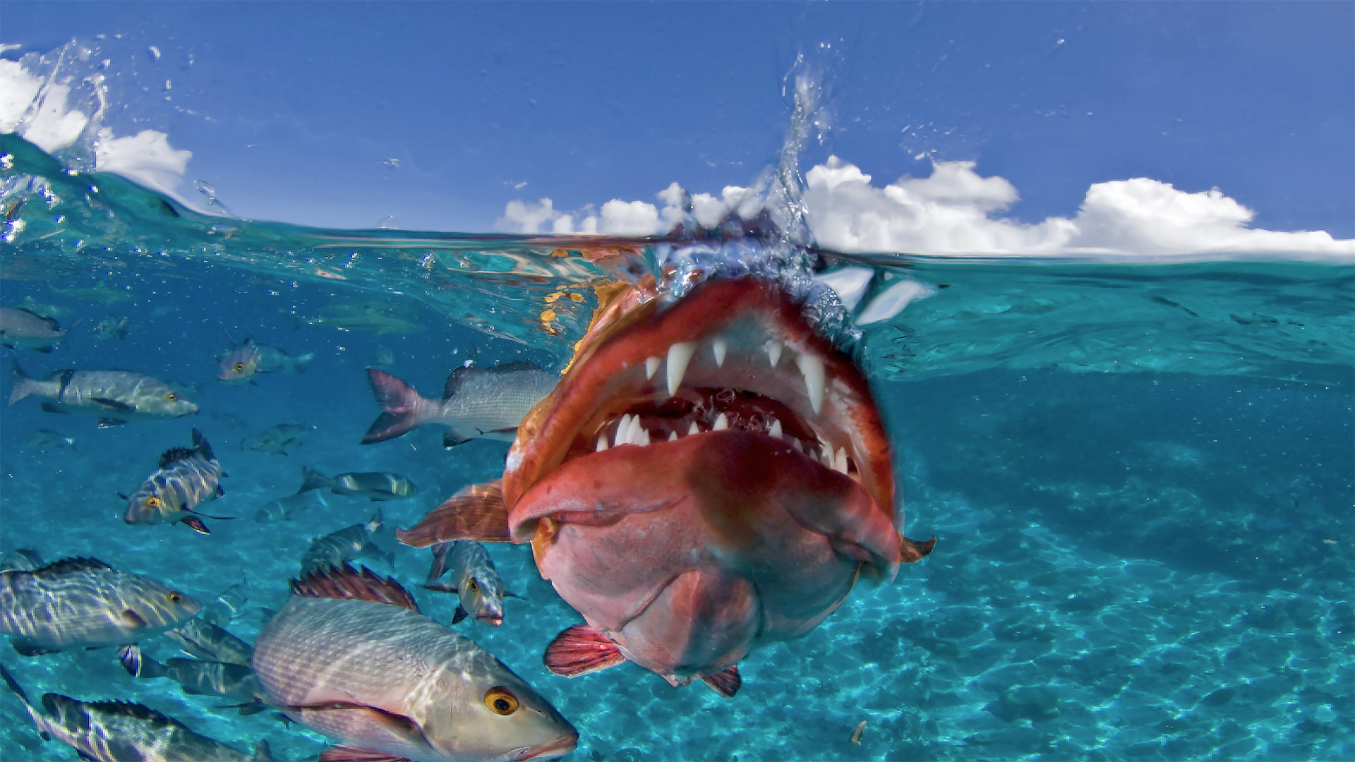 Marine life in the Seychelles by superyacht.