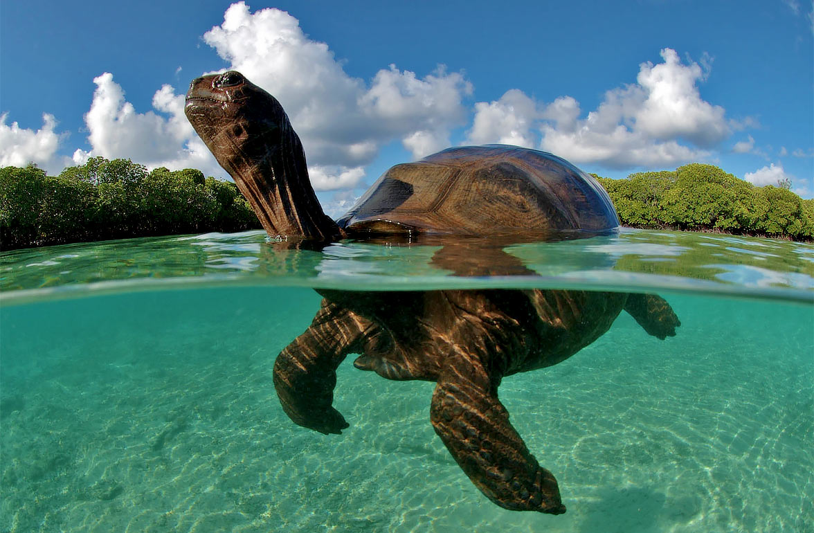 Tortoises in the seychelles by superyacht.