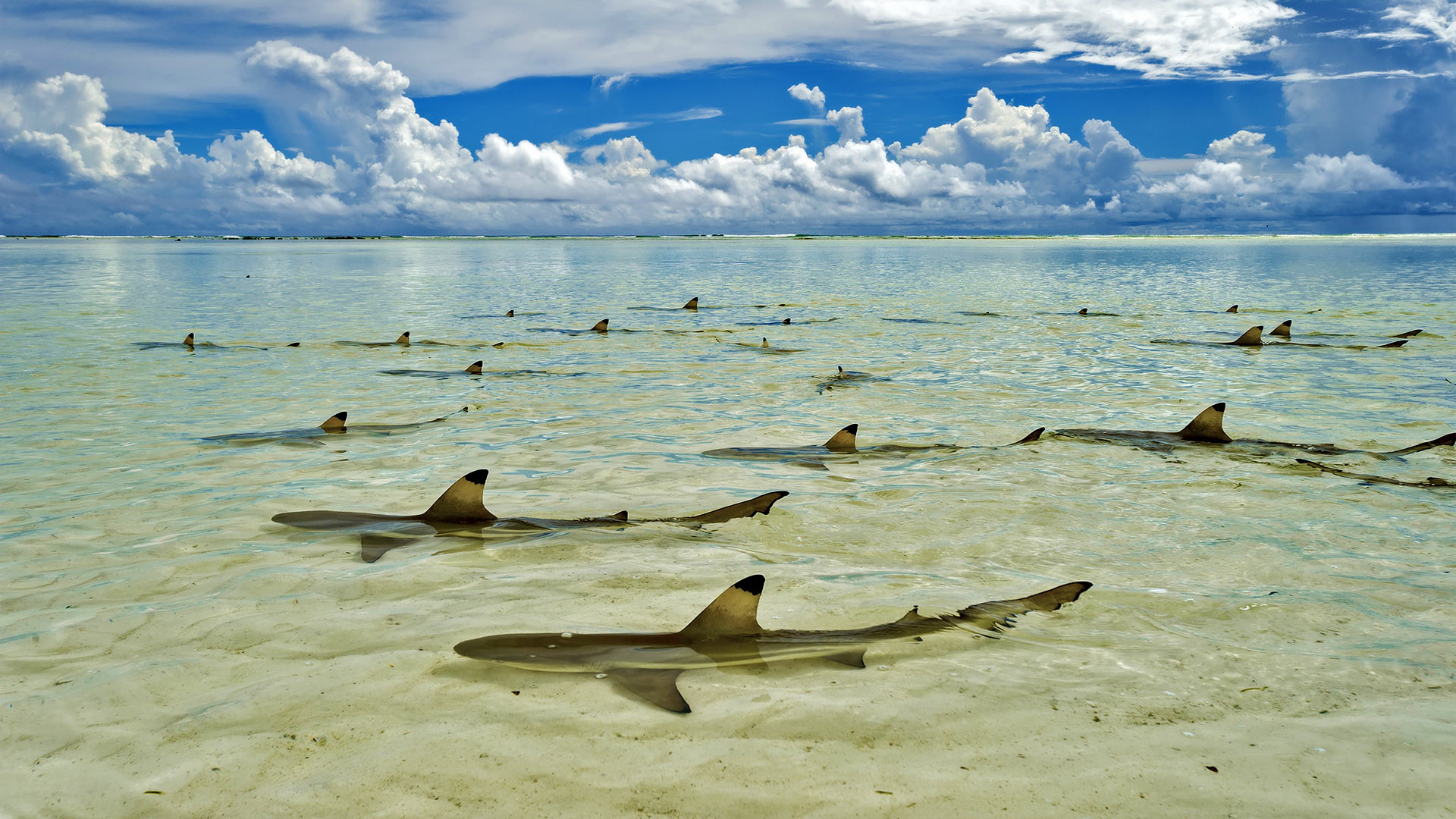 Seychelles Sharks