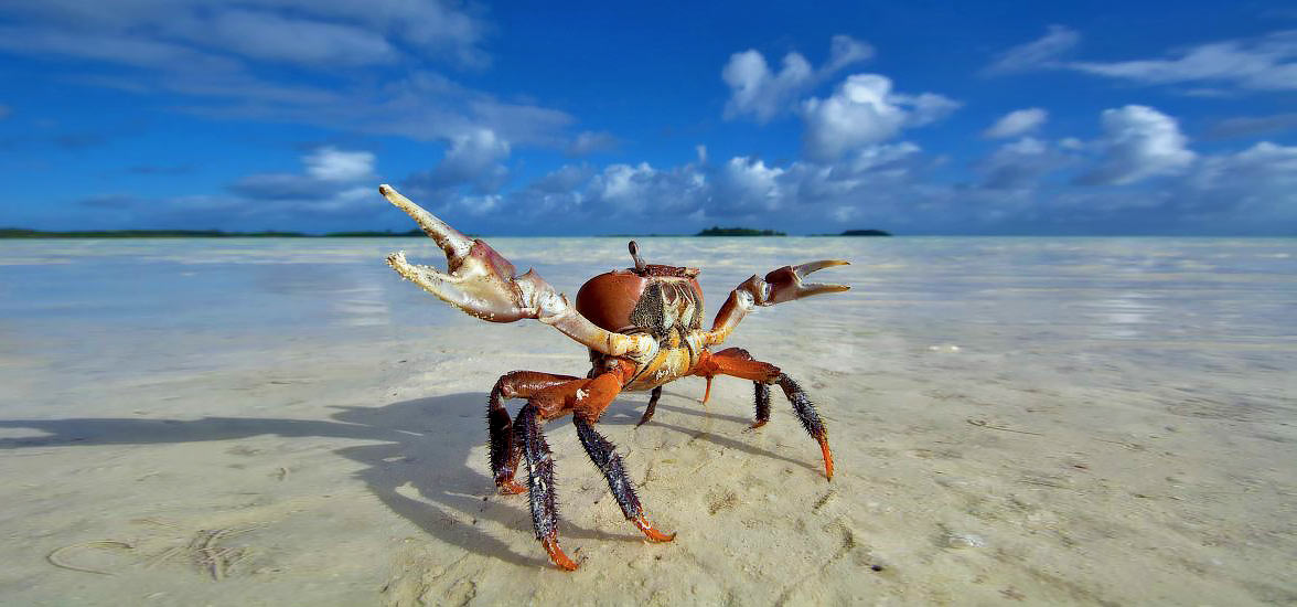 Crab in the Seychelles by superyacht.