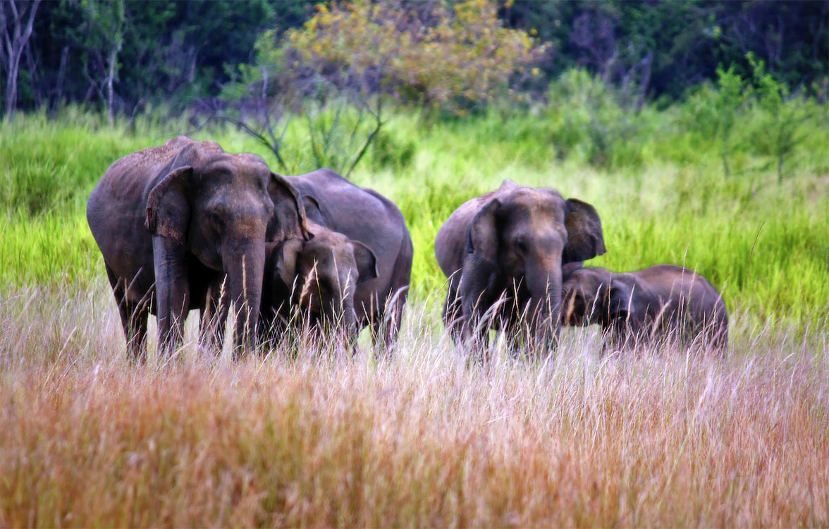 See elephants in Sri Lanka’s Gal Oya via superyacht.