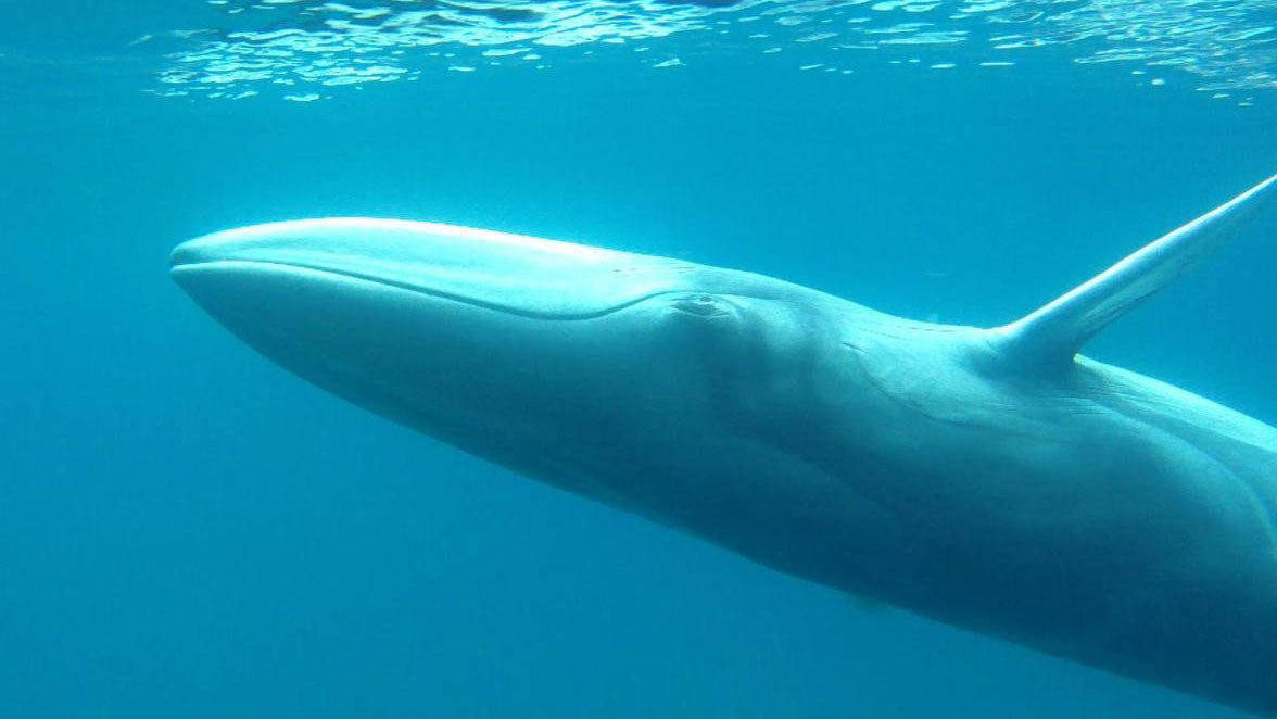 Omura’s whale (Balaenoptera omurai) via Seal Superyachts Sri Lanka.