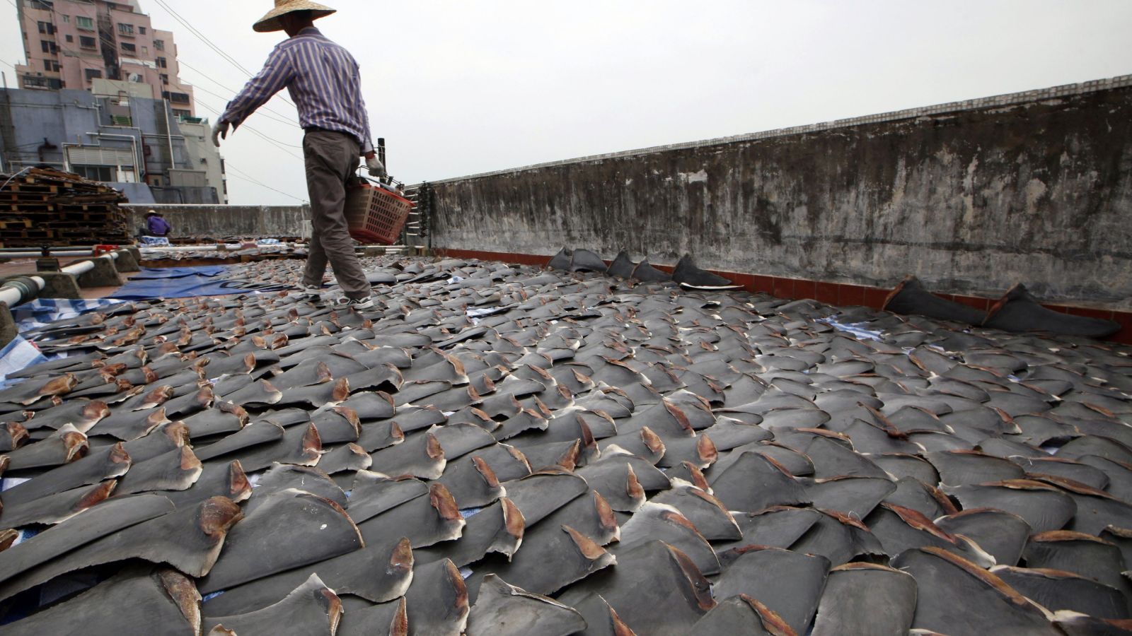 Shark Fin Soup poachers