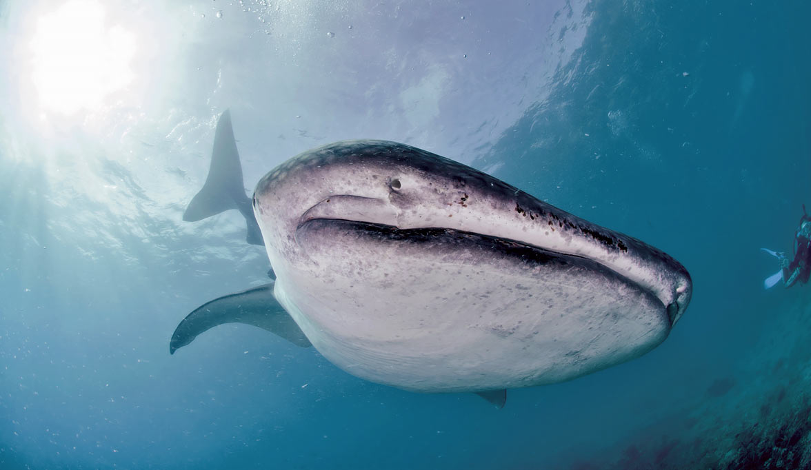 Diving for Whales in the Philippines, by Seal Superyachts.