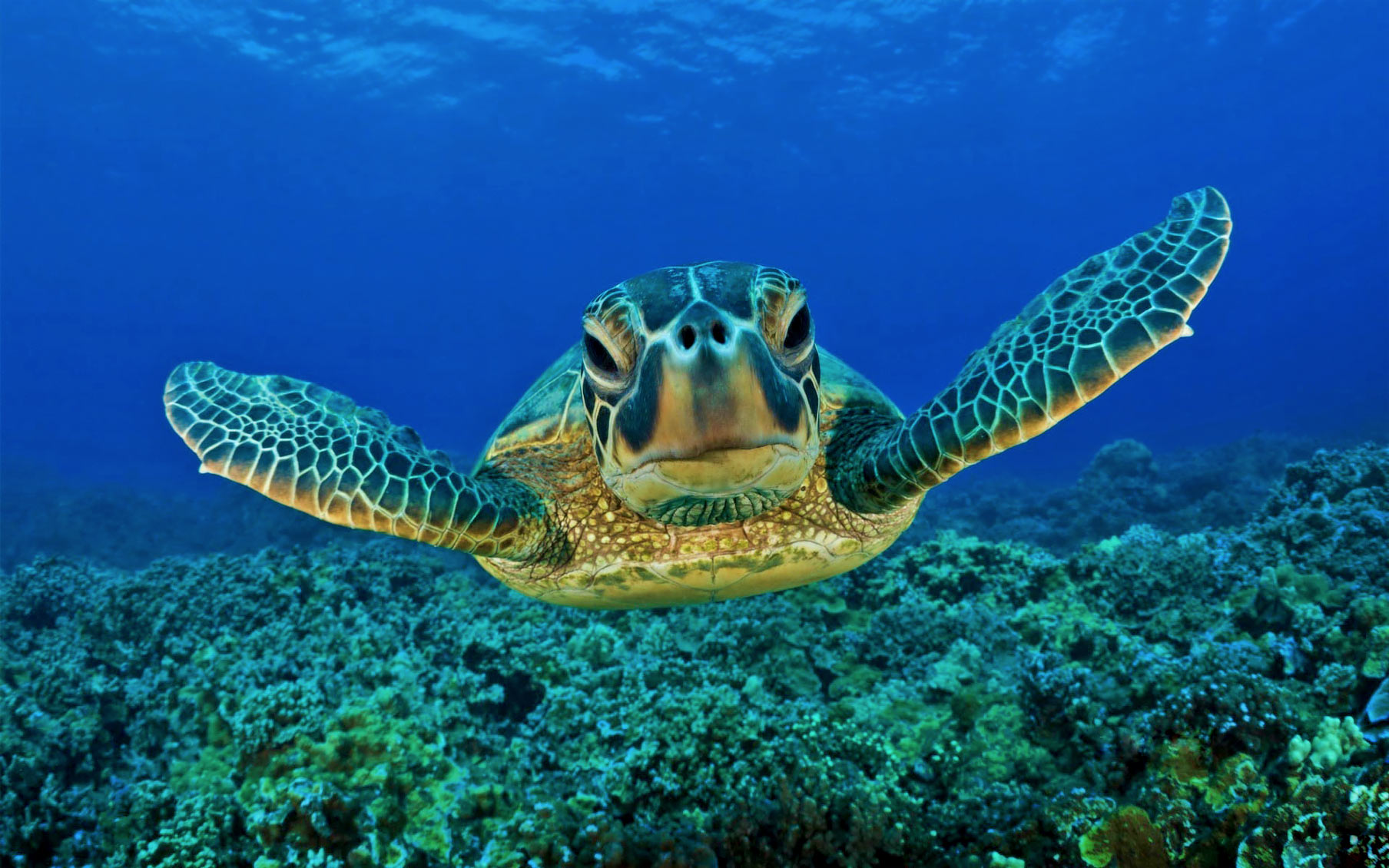 Sabah aims for 2.5 million hectares of protected waters, Turtle.