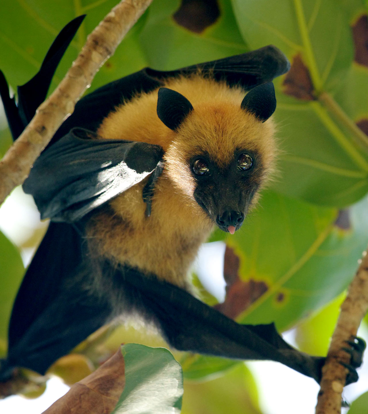 Fruit bat in Seychelles