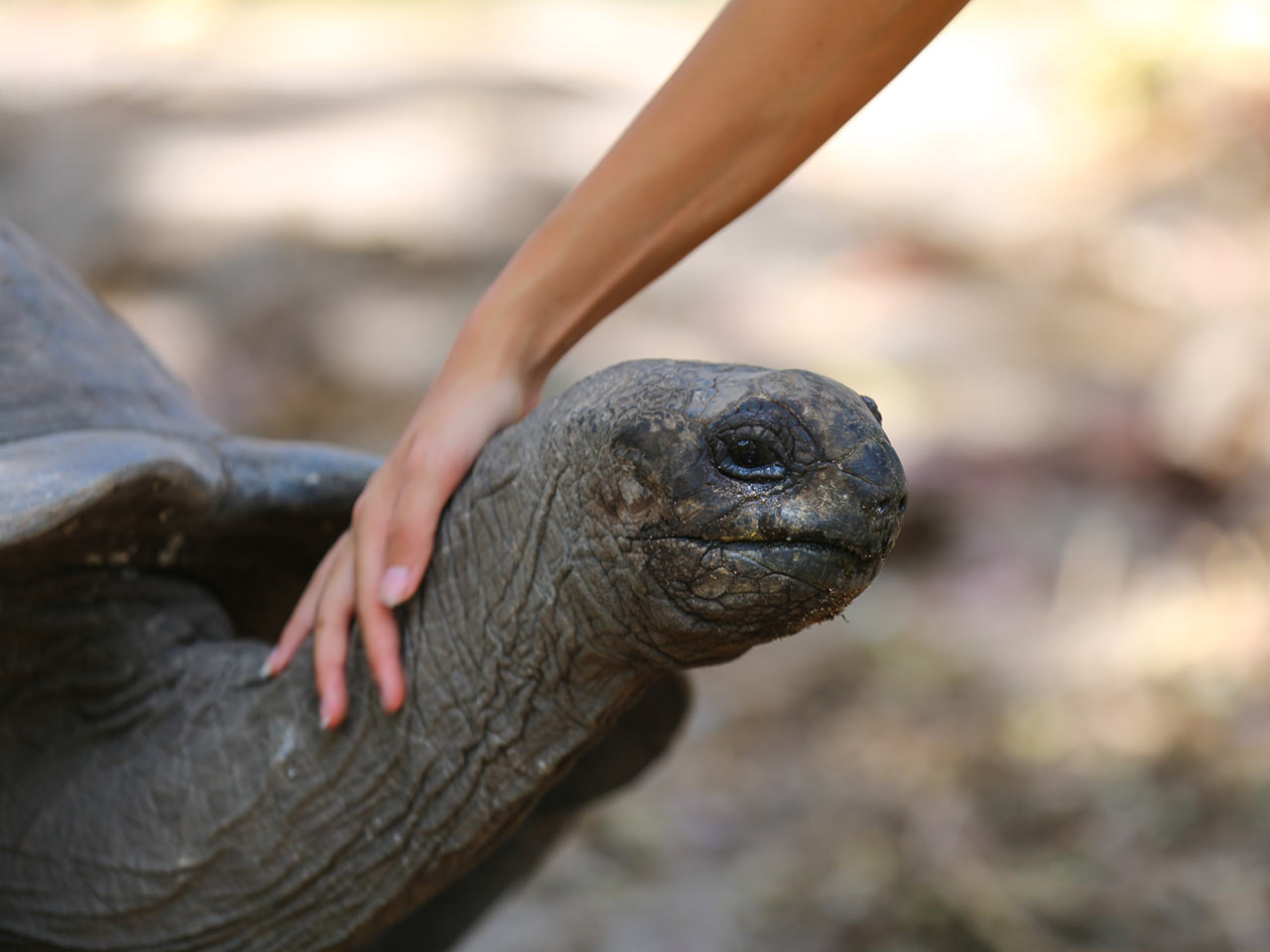 Tortoise in Seychelles