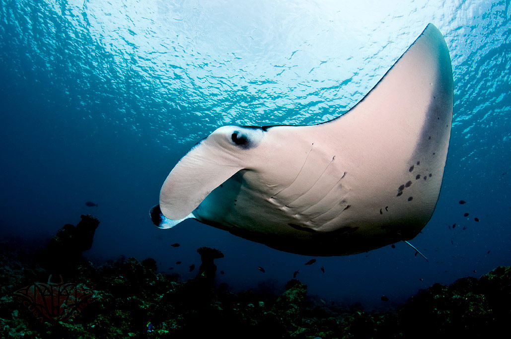 Reef manta ray via Superyacht.