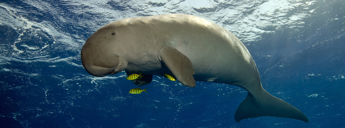 Dugong Swimming