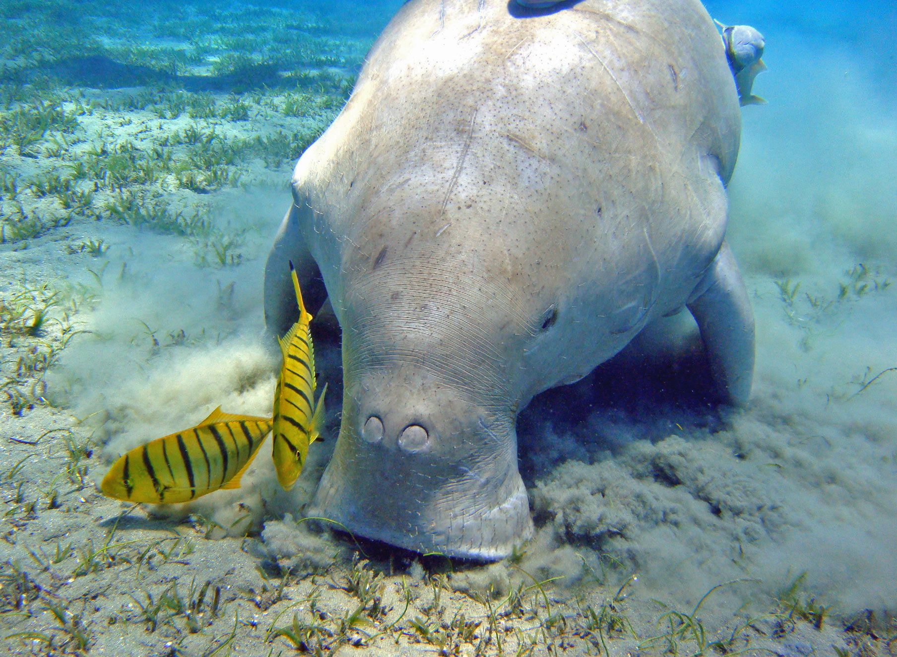 Dugong via Seal Superyachts Thailand.