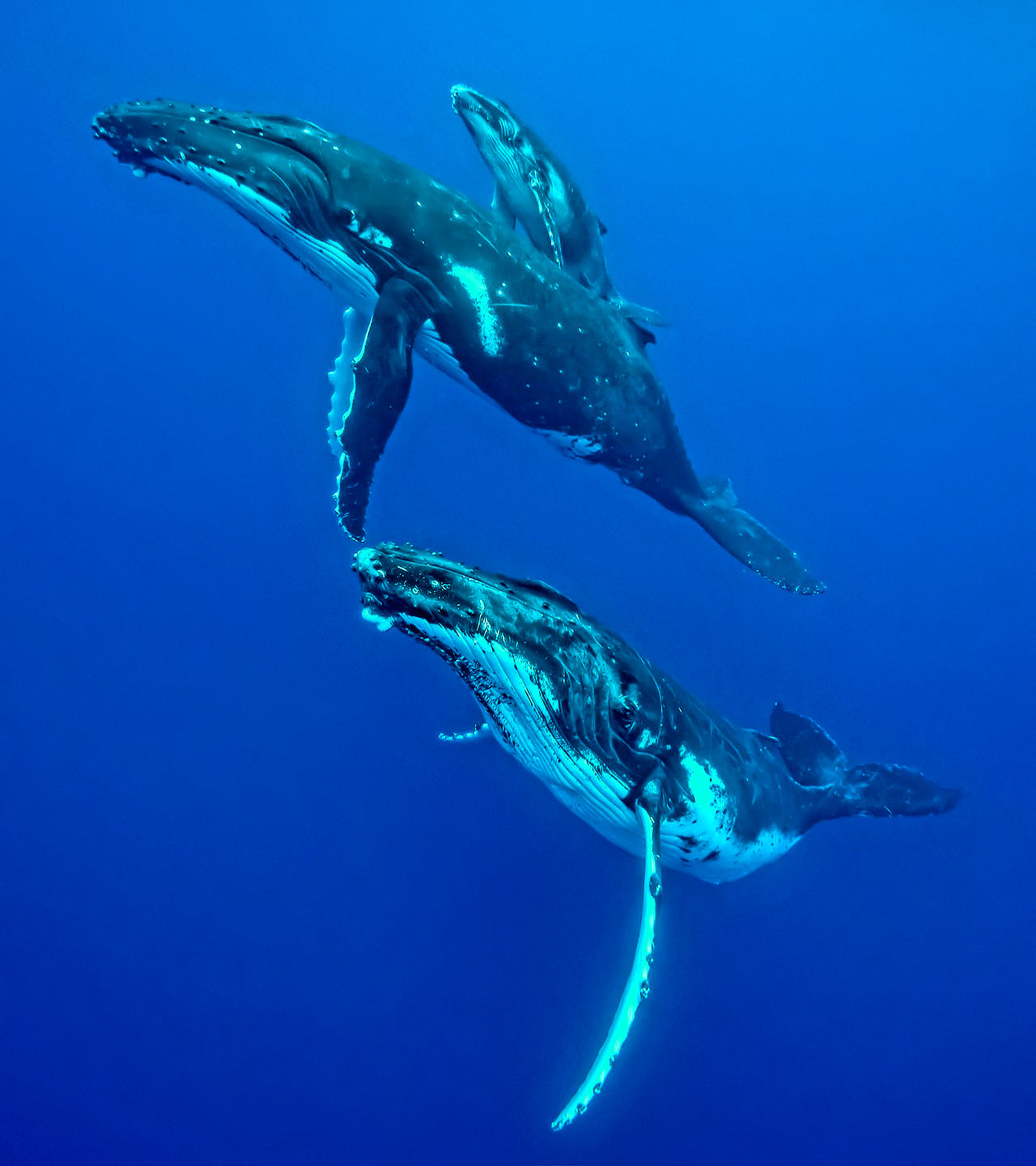 Whale Calf and Mother in Tonga