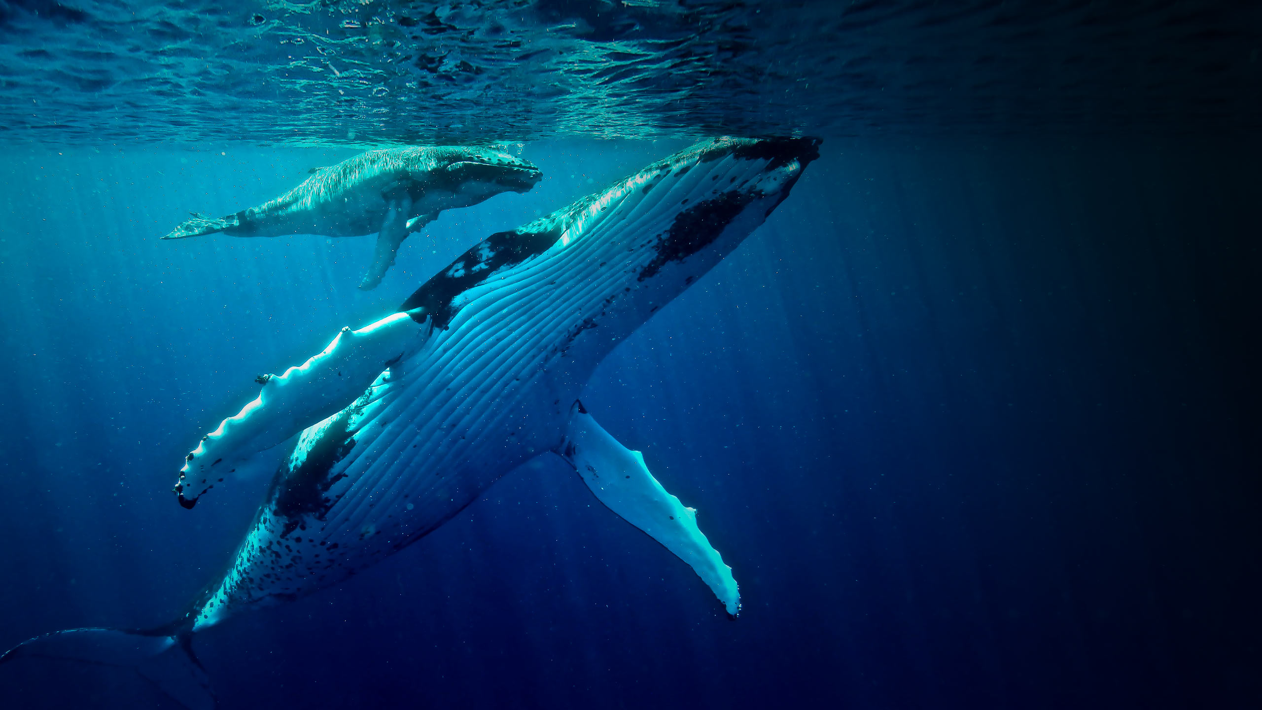 Whale-Mother-and-Calf-in-Tonga