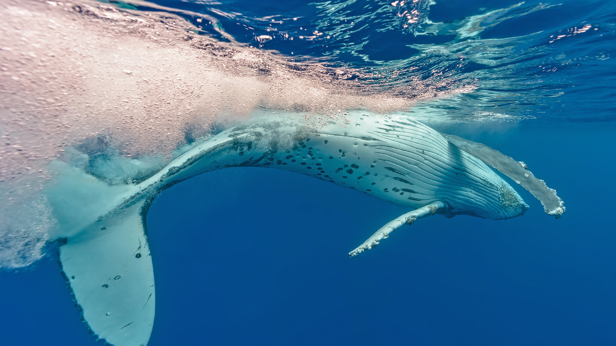 Whale in Tonga Swimming