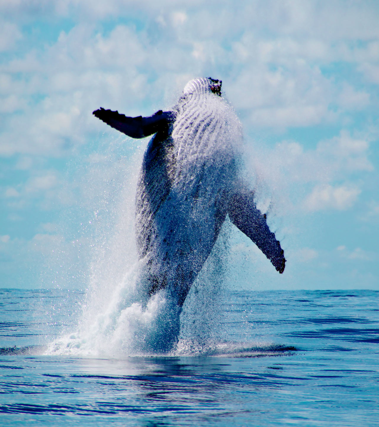 Whale jumping in Tonga