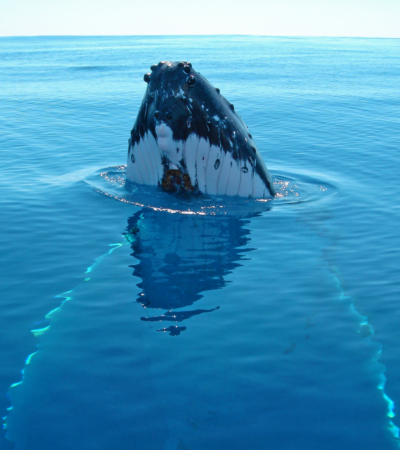 Whale surfacing in Tonga