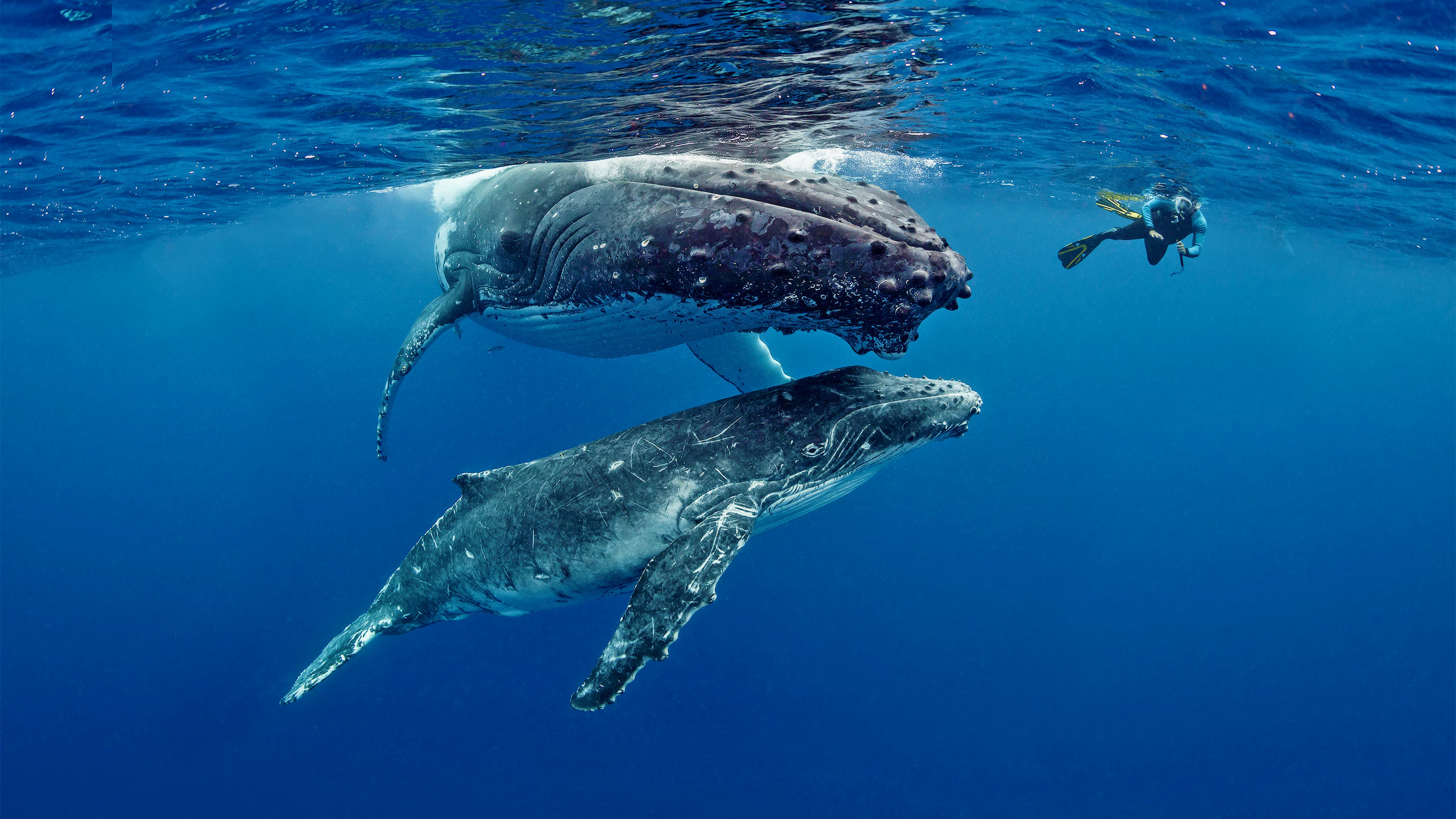 Whales and scuba diver in Tonga