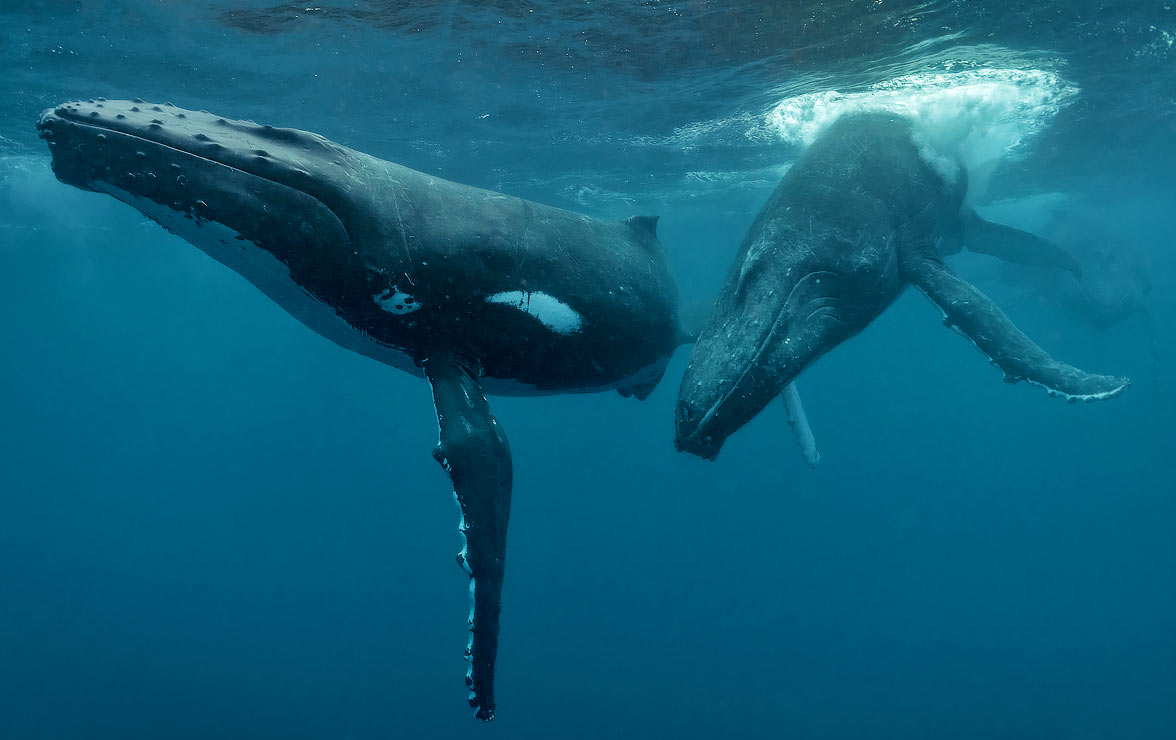 Whales swimming in Tonga