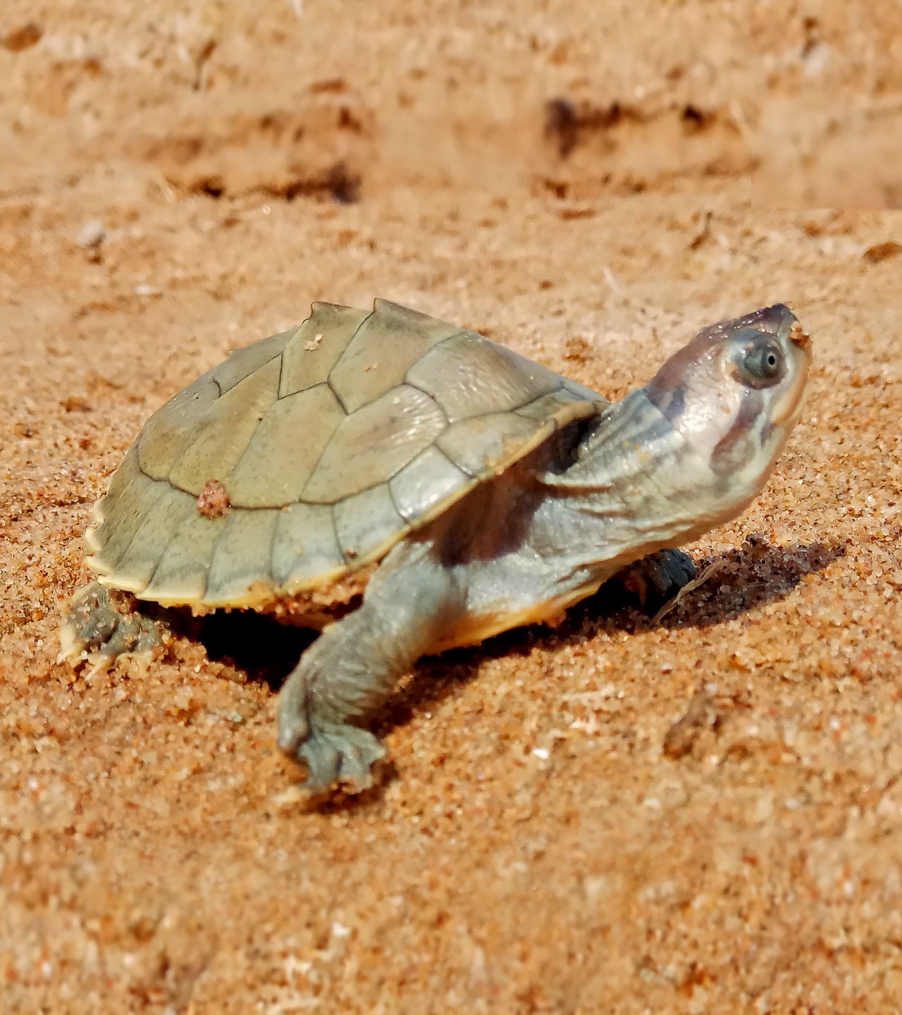 Baby Giant Galapagos Tortoise
