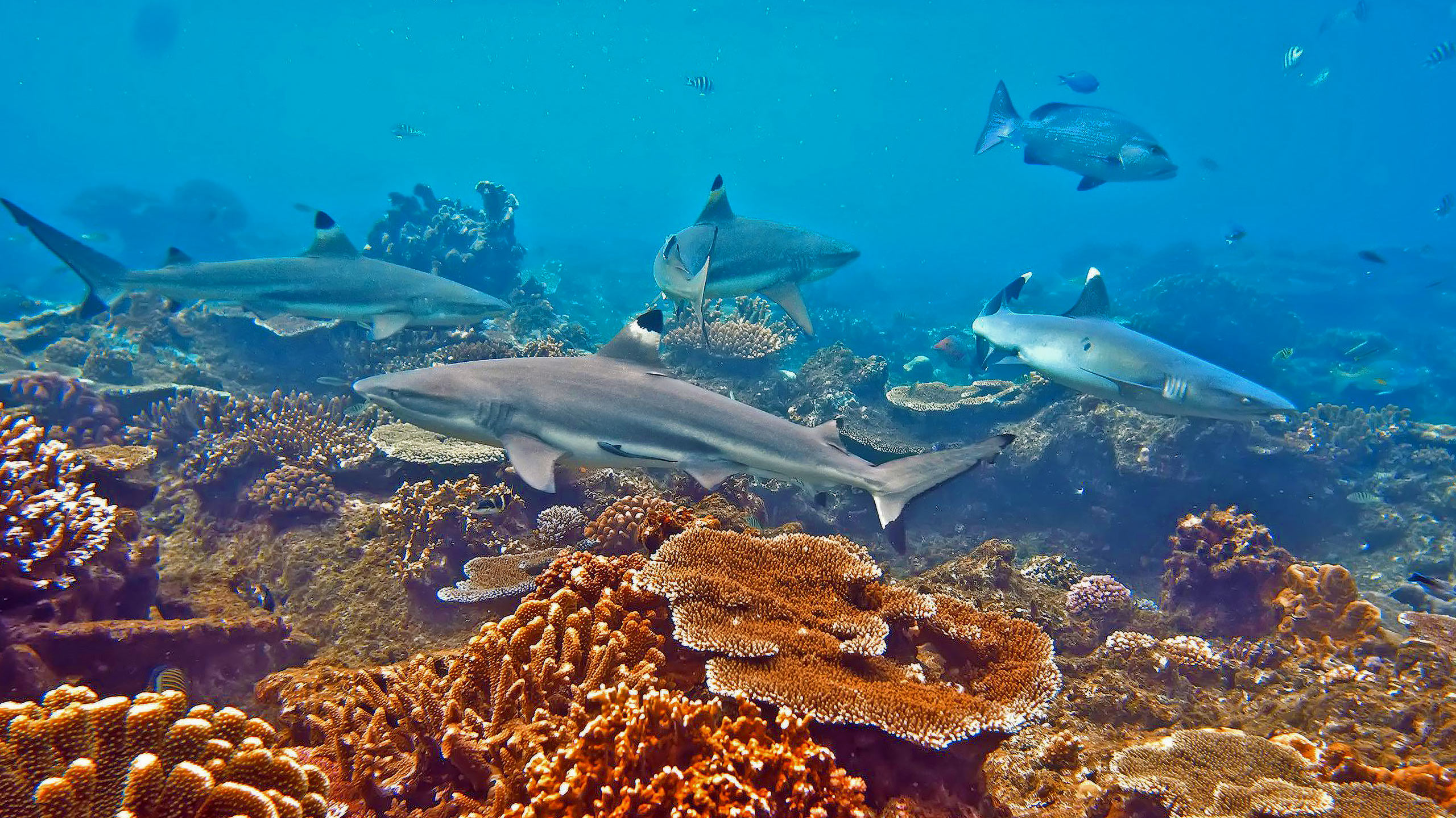 French Polynesia Shark Diving from Superyacht