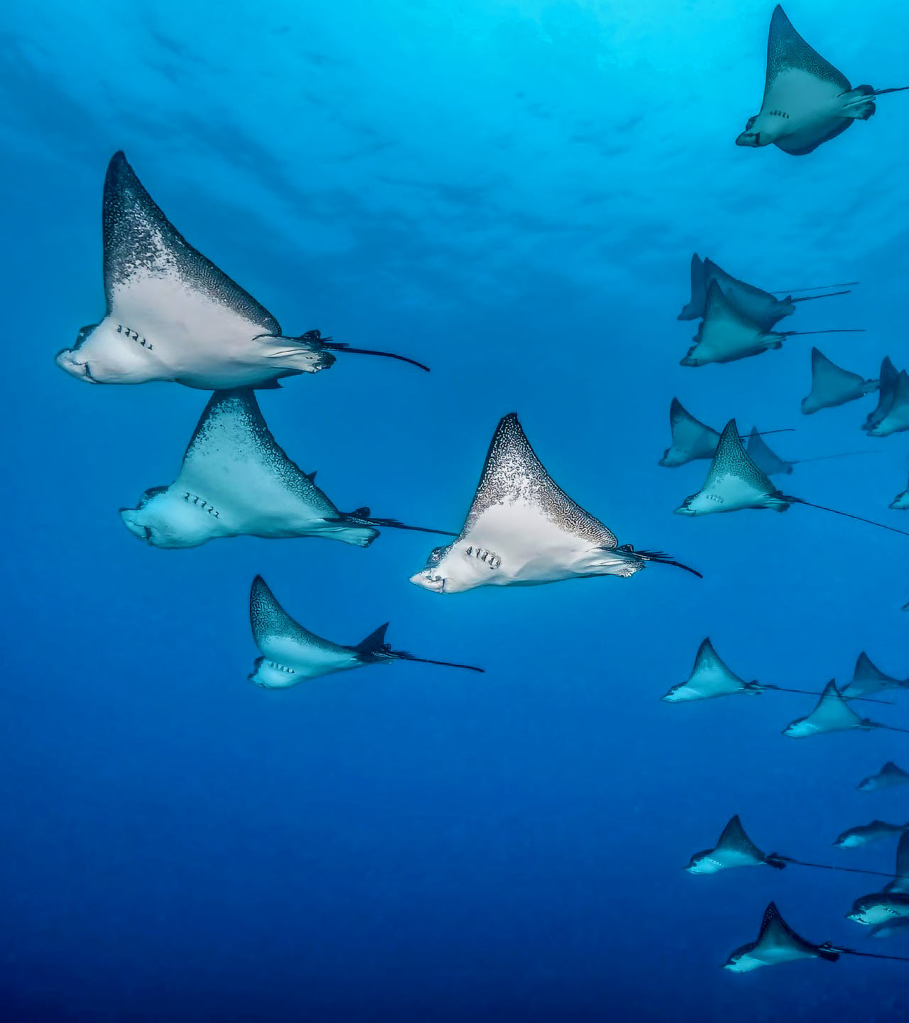 French Polynesia String Rays