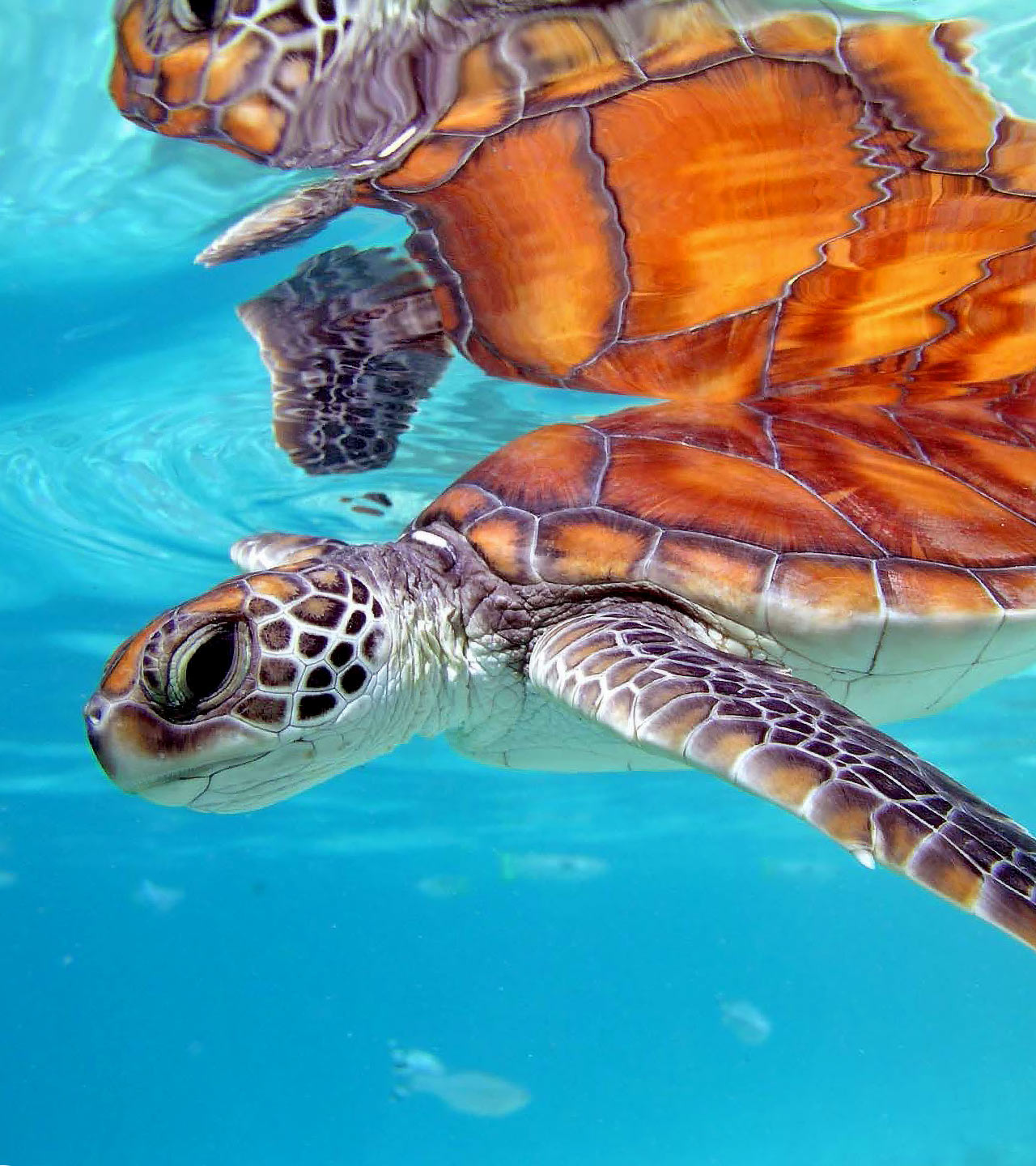 French Polynesia Turtle