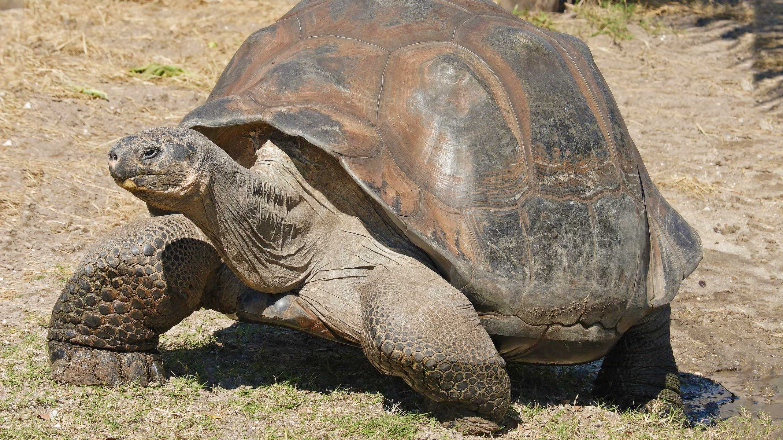 Galapagos-giant-tortoise