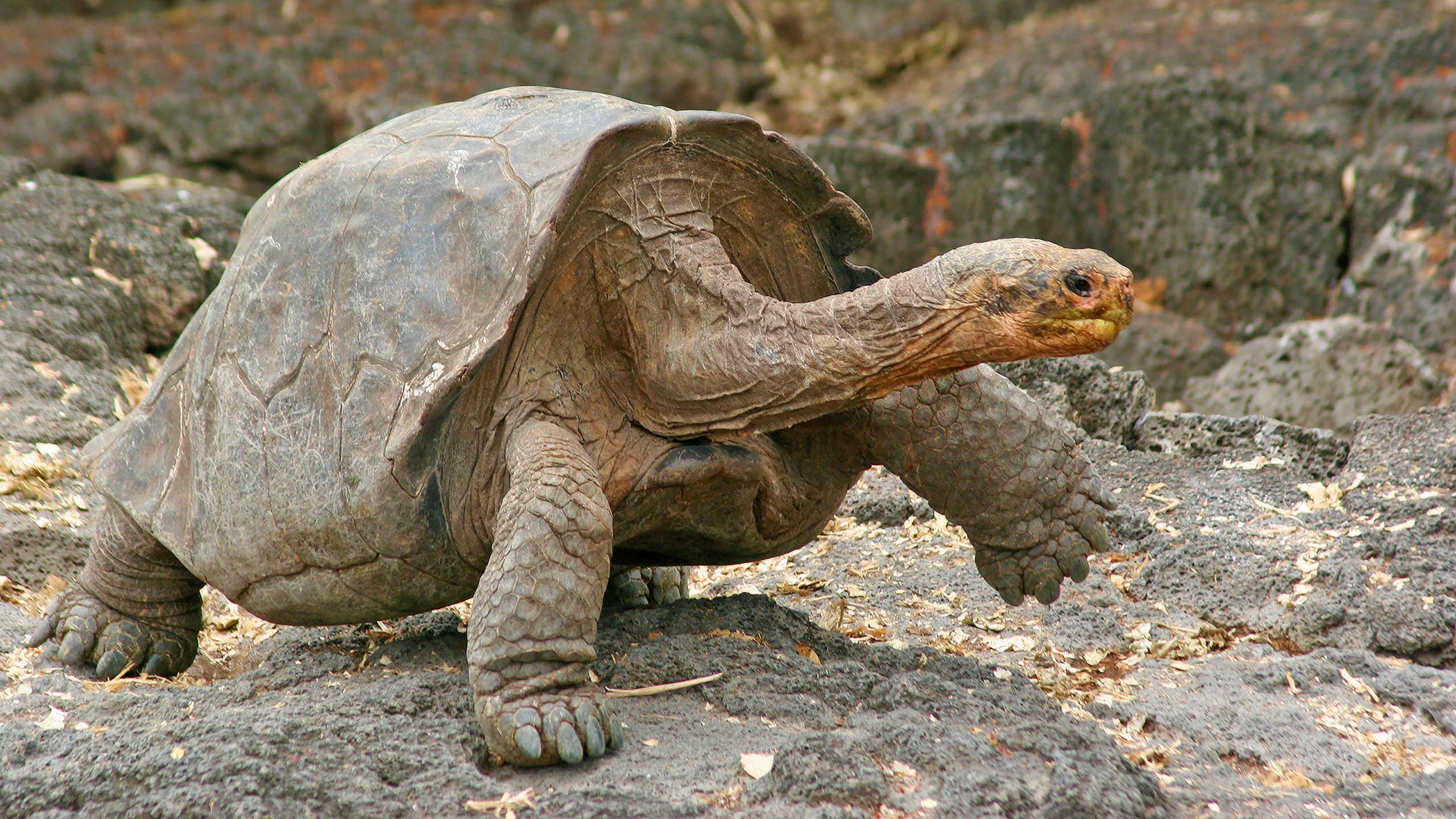 Giant-Galapagos-Tortoise